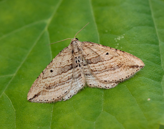 70.046 BF1719 Oblique Carpet Orthonama vittata