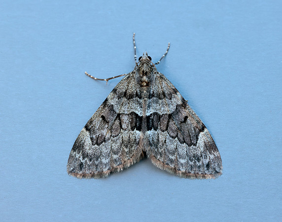 70.079 BF1769 Spruce Carpet Thera britannica