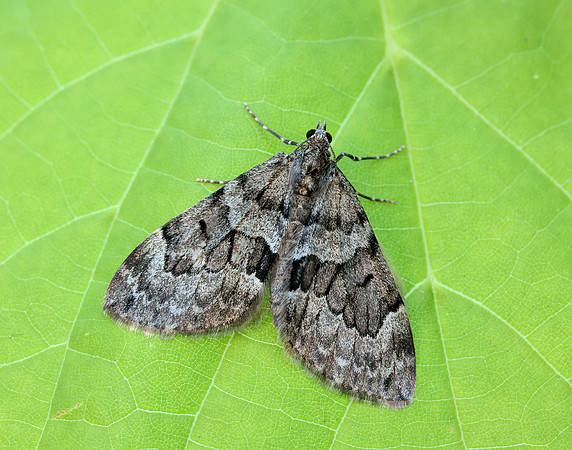 70.079 BF1769 Spruce Carpet Thera britannica