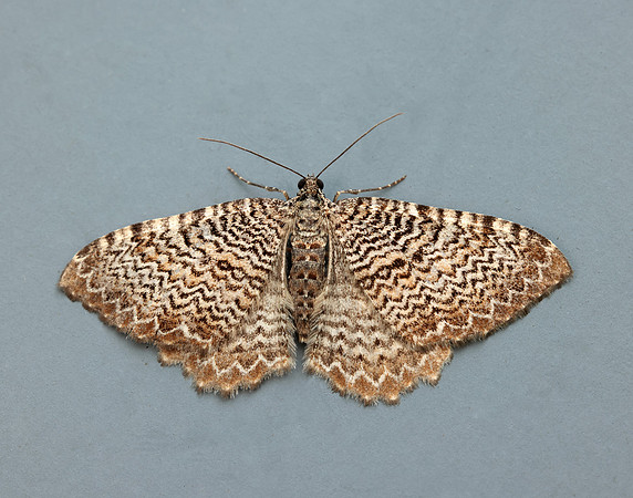 70.121 BF1789 Scallop Shell Hydria undulata