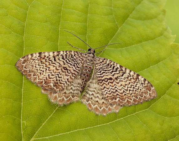 70.121 BF1789 Scallop Shell Hydria undulata