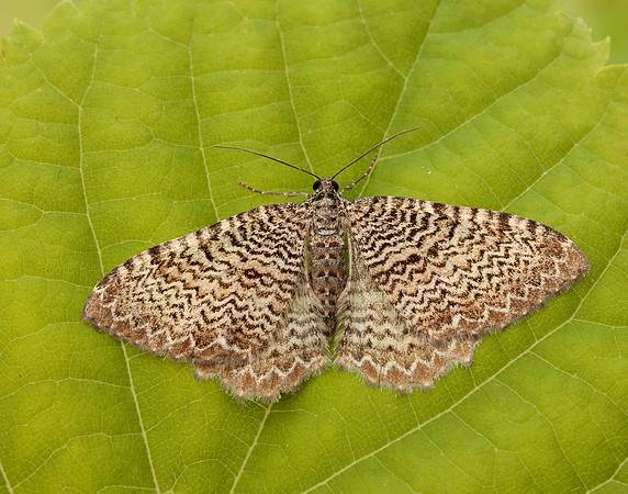 70.121 BF1789 Scallop Shell Hydria undulata