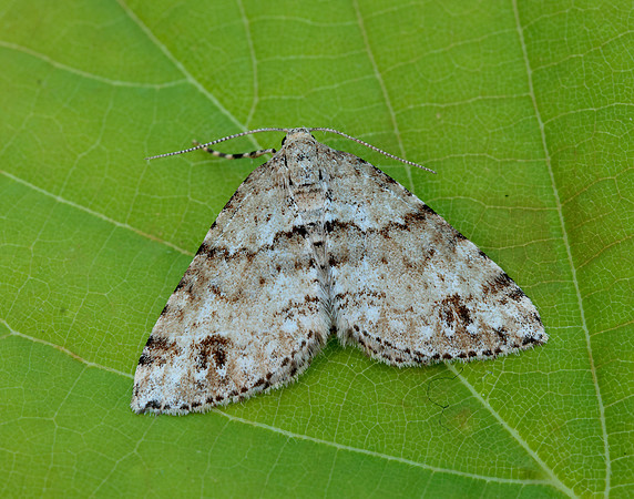 70.131 BF1809 Twin-spot Carpet Mesotype didymata