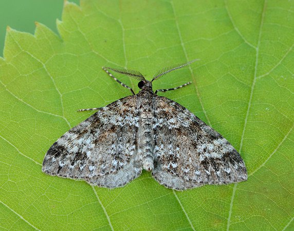 70.131 BF1809 Twin-spot Carpet Mesotype didymata