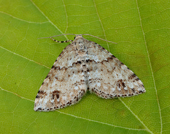 70.131 BF1809 Twin-spot Carpet Mesotype didymata
