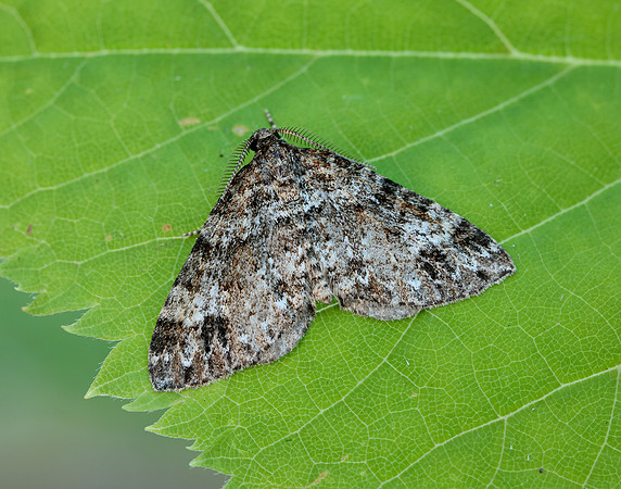 70.131 BF1809 Twin-spot Carpet Mesotype didymata