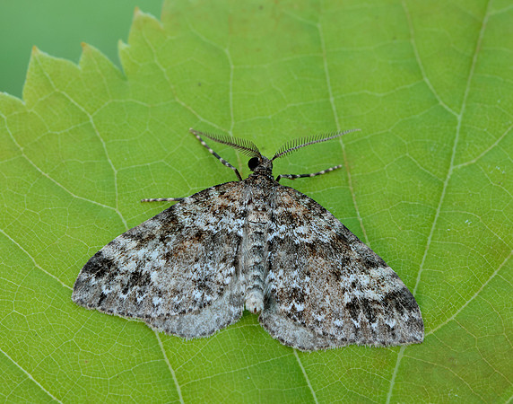 70.131 BF1809 Twin-spot Carpet Mesotype didymata
