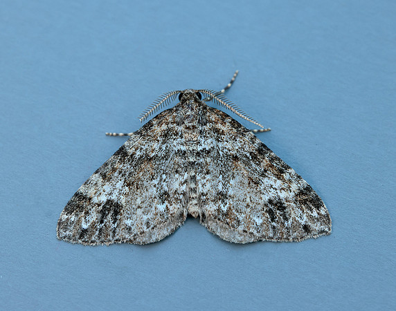 70.131 BF1809 Twin-spot Carpet Mesotype didymata