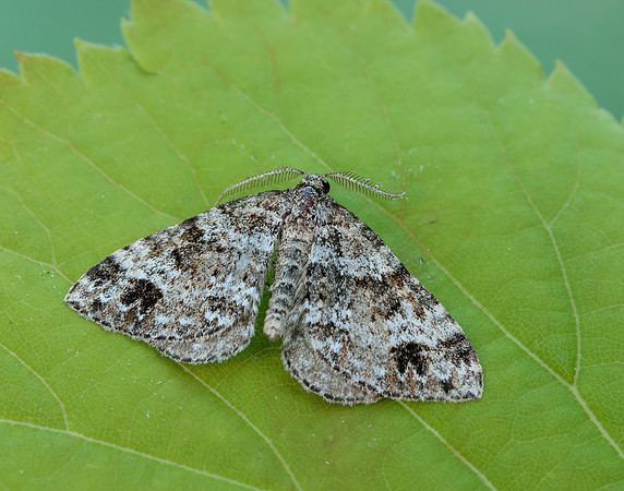 70.131 BF1809 Twin-spot Carpet Mesotype didymata