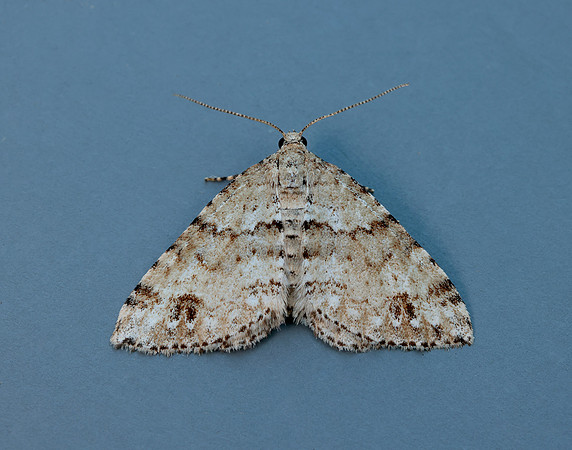 70.131 BF1809 Twin-spot Carpet Mesotype didymata