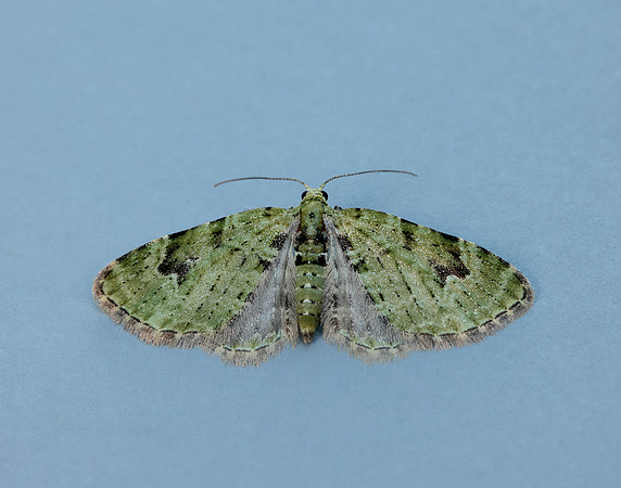 70.142 BF1858 V-Pug Chloroclystis v-ata
