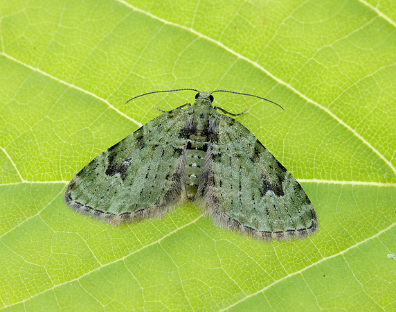 70.142 BF1858 V-Pug Chloroclystis v-ata