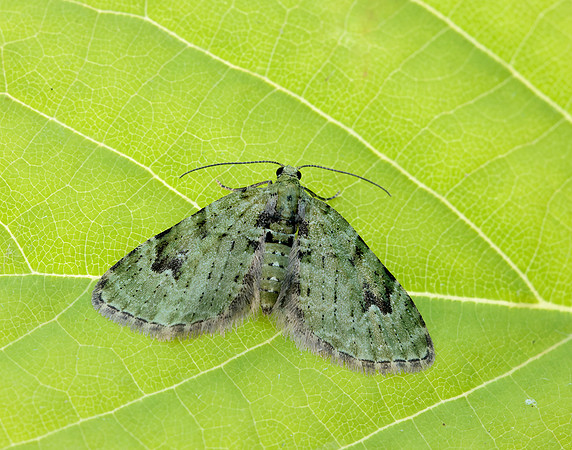 70.142 BF1858 V-Pug Chloroclystis v-ata
