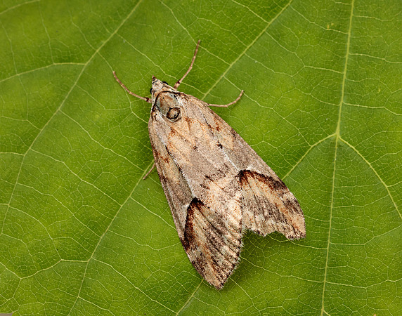 70.196 BF1865 Broom-tip Chesias rufata