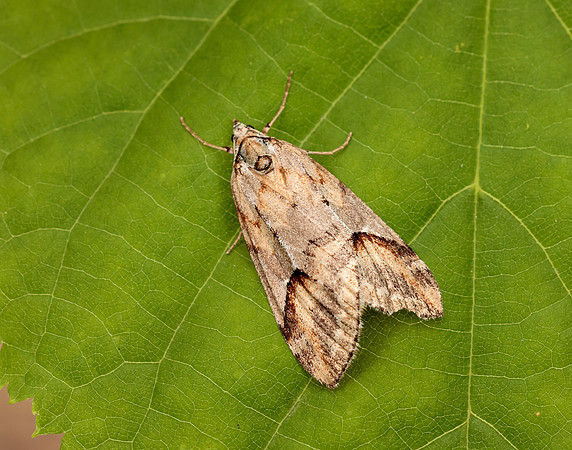 70.196 BF1865 Broom-tip Chesias rufata