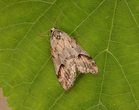 70.196 BF1865 Broom-tip Chesias rufata