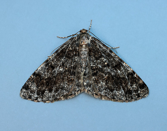 70.264 BF1940 Satin Beauty Deileptenia ribeata