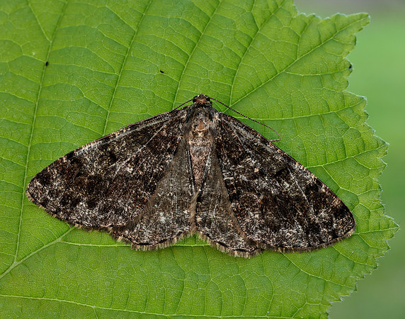 70.264 BF1940 Satin Beauty Deileptenia ribeata