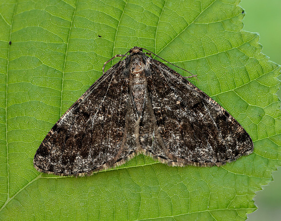 70.264 BF1940 Satin Beauty Deileptenia ribeata
