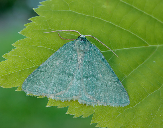 70.297 BF1665 Grass Emerald Pseudoterpna pruinata