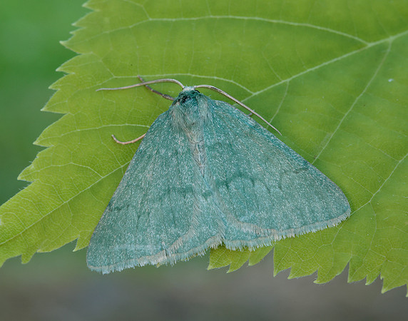 70.297 BF1665 Grass Emerald Pseudoterpna pruinata