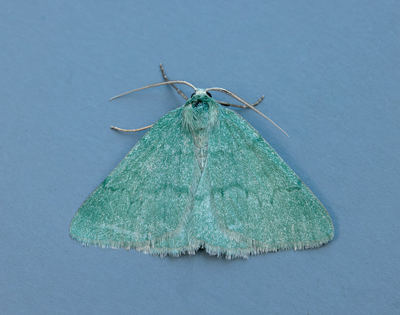 70.297 BF1665 Grass Emerald Pseudoterpna pruinata
