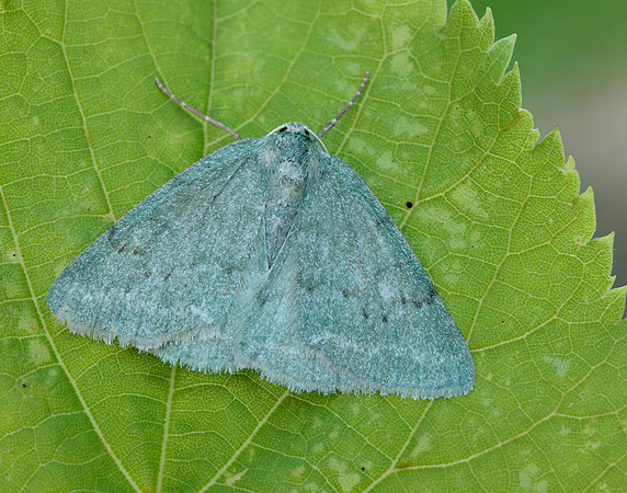 70.297 BF1665 Grass Emerald Pseudoterpna pruinata