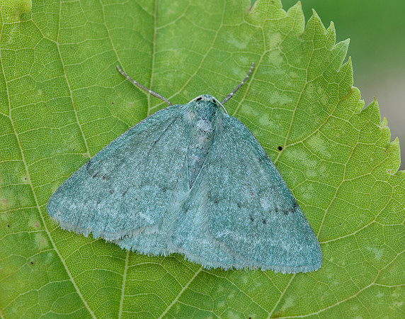 70.297 BF1665 Grass Emerald Pseudoterpna pruinata