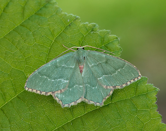 70.305 BF1669 Common Emerald Hemithea aestivaria
