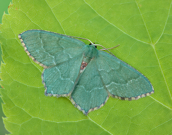 70.305 BF1669 Common Emerald Hemithea aestivaria