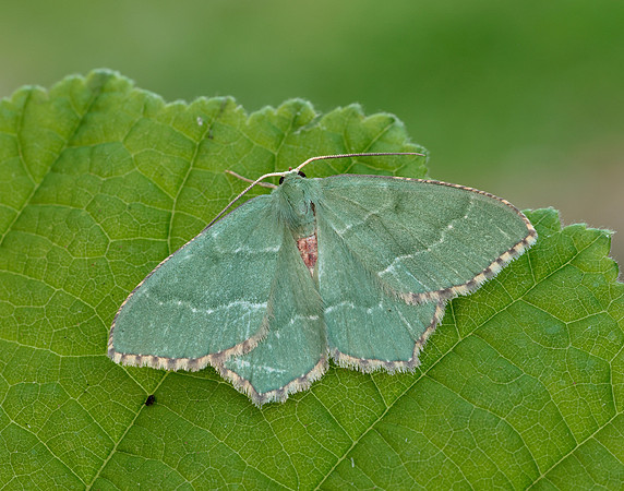 70.305 BF1669 Common Emerald Hemithea aestivaria