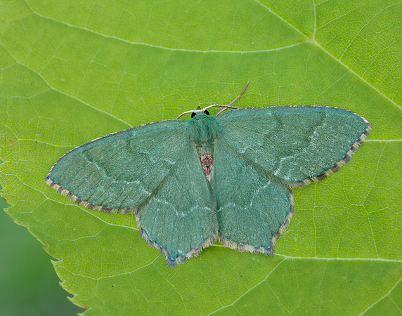 70.305 BF1669 Common Emerald Hemithea aestivaria