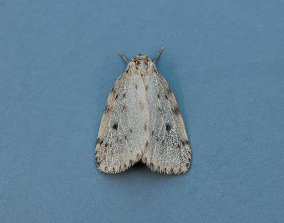 72.037 BF2035 Round-winged Muslin Thumatha senex