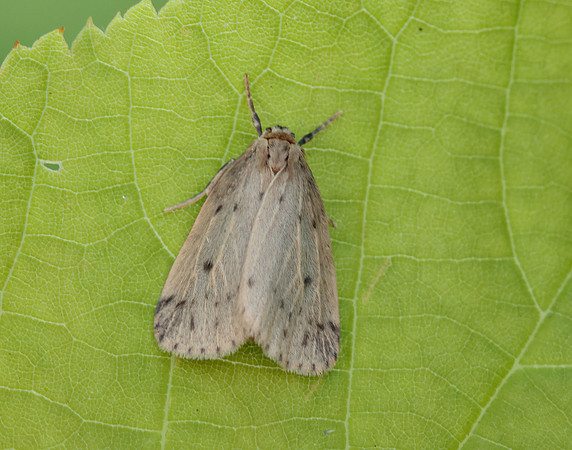 72.037 BF2035 Round-winged Muslin Thumatha senex