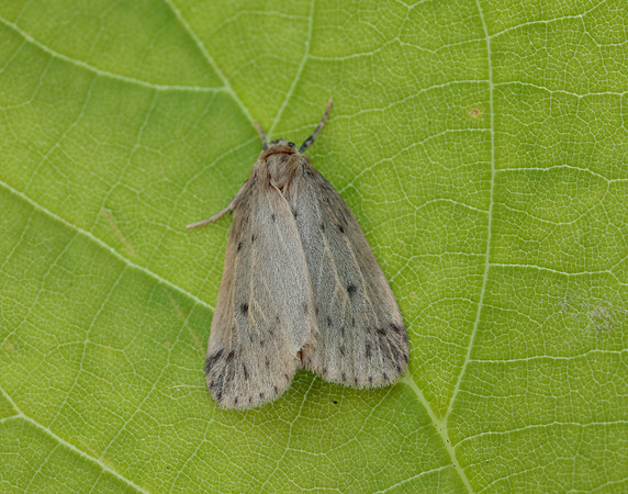 72.037 BF2035 Round-winged Muslin Thumatha senex
