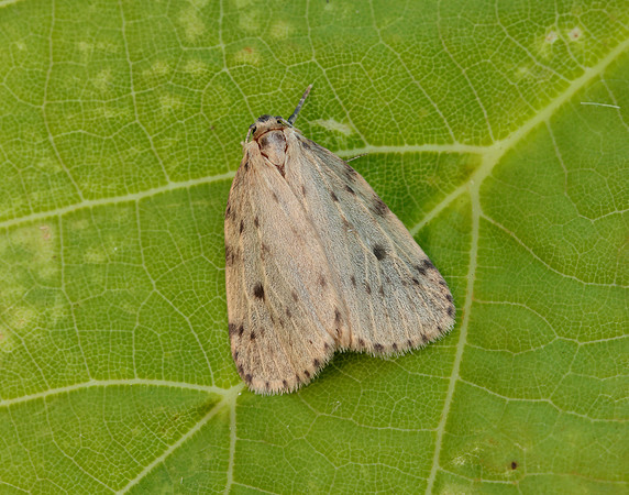 72.037 BF2035 Round-winged Muslin Thumatha senex