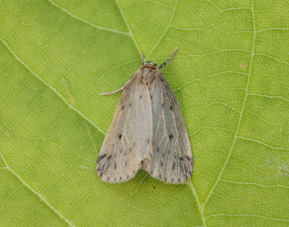 72.037 BF2035 Round-winged Muslin Thumatha senex