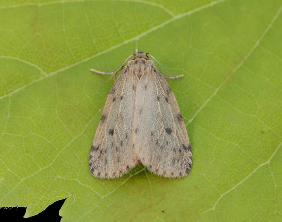 72.037 BF2035 Round-winged Muslin Thumatha senex