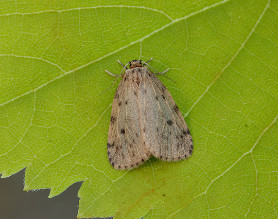 72.037 BF2035 Round-winged Muslin Thumatha senex