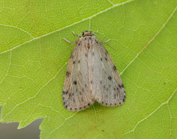 72.037 BF2035 Round-winged Muslin Thumatha senex