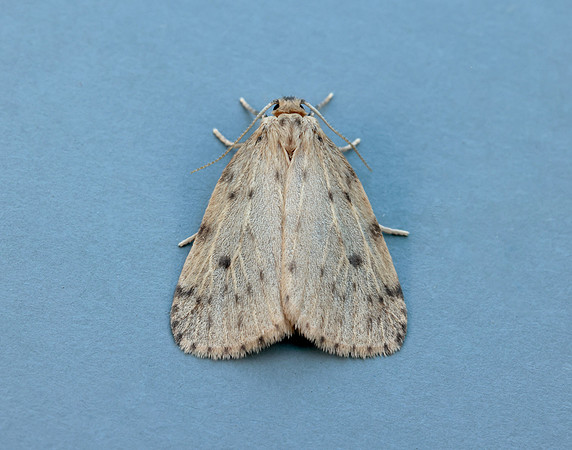 72.037 BF2035 Round-winged Muslin Thumatha senex