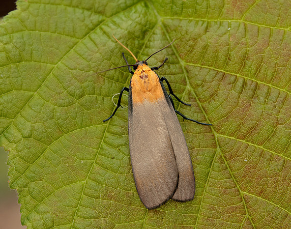 72.041 BF2051 Four-spotted Footman Lithosia quadra