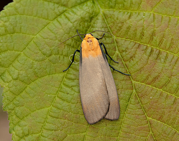 72.041 BF2051 Four-spotted Footman Lithosia quadra