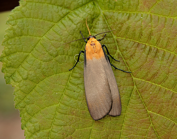 72.041 BF2051 Four-spotted Footman Lithosia quadra