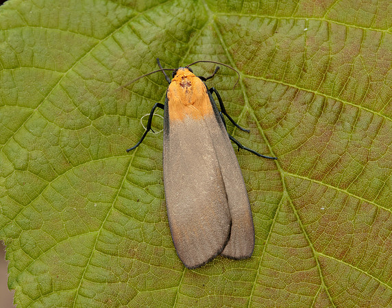 72.041 BF2051 Four-spotted Footman Lithosia quadra
