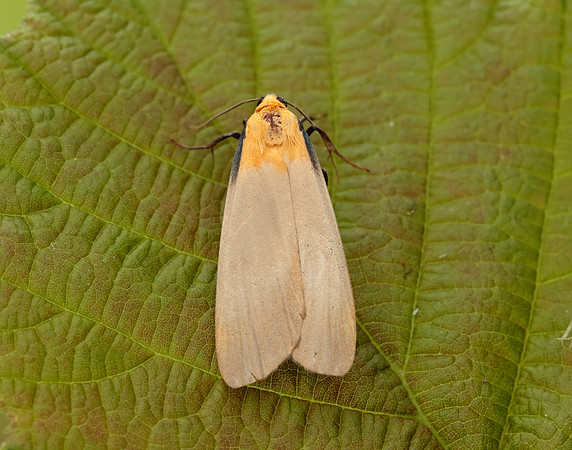 72.041 BF2051 Four-spotted Footman Lithosia quadra