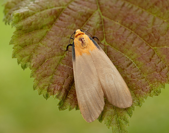 72.041 BF2051 Four-spotted Footman Lithosia quadra