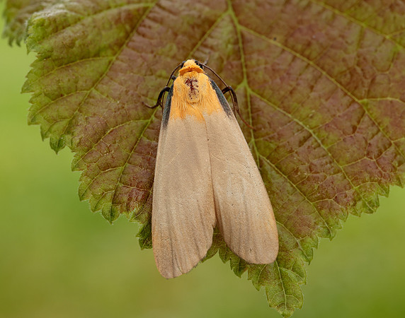 72.041 BF2051 Four-spotted Footman Lithosia quadra