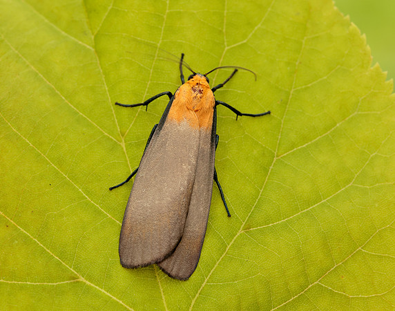 72.041 BF2051 Four-spotted Footman Lithosia quadra