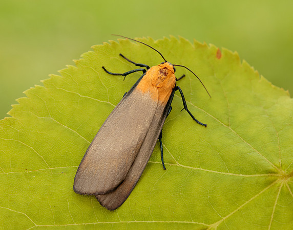 72.041 BF2051 Four-spotted Footman Lithosia quadra
